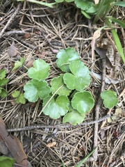 Hydrocotyle sibthorpioides