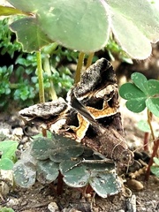 Melipotis perpendicularis