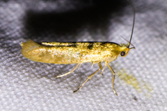 Argyresthia