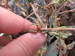 Tricholochmaea kalmiae