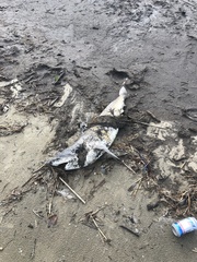 Carcharhinus limbatus