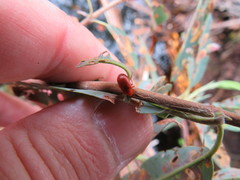 Tricholochmaea kalmiae