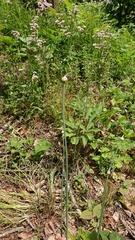 Allium macrostemon