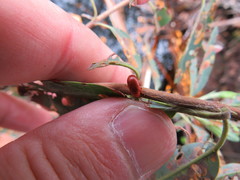 Tricholochmaea kalmiae