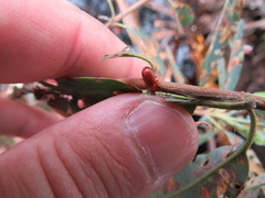 Tricholochmaea kalmiae