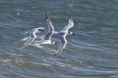 Thalasseus sandvicensis