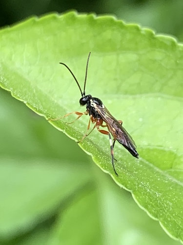 Common Hover Fly Parasitoid Wasp photo 5