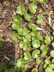 Hydrocotyle sibthorpioides