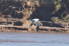Ichthyaetus audouinii
