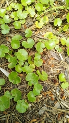 Hydrocotyle