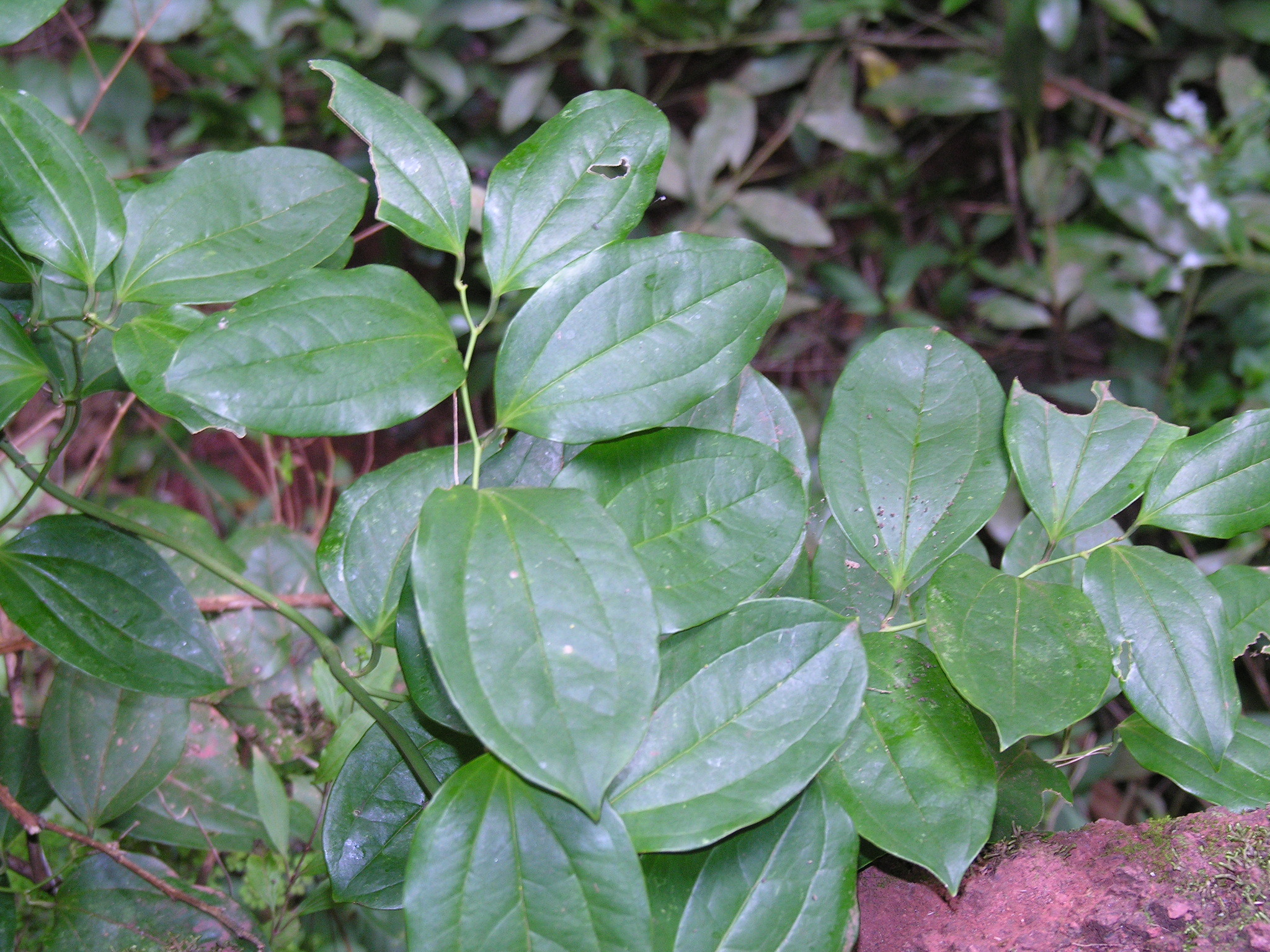 Smilax canariensis