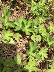 Geranium thunbergii