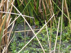 Rallus semiplumbeus
