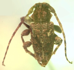 Aegomorphus circumflexus