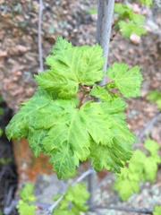 Acer glabrum