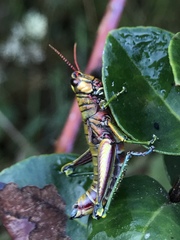 Agesander ruficornis