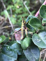 Agesander ruficornis
