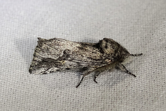 Ursia noctuiformis