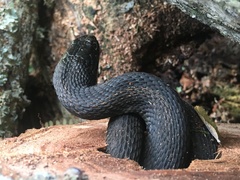 Nerodia erythrogaster