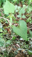 Houttuynia cordata