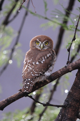 Glaucidium perlatum