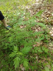 Artemisia princeps