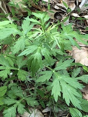 Artemisia princeps