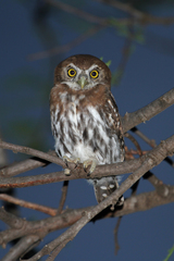 Glaucidium perlatum