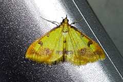 Choristostigma zephyralis