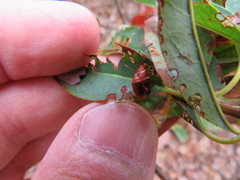 Tricholochmaea kalmiae