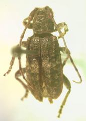 Ecyrus
