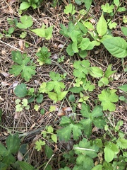 Geranium thunbergii