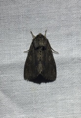 Dasylophia thyatiroides