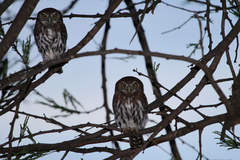Glaucidium perlatum
