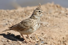 Galerida cristata