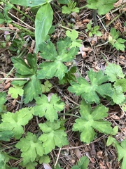 Geranium thunbergii