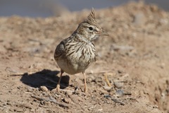 Galerida cristata