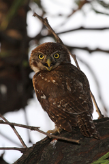Glaucidium perlatum