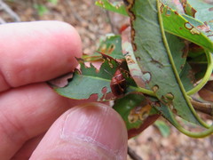 Tricholochmaea kalmiae