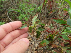 Tricholochmaea kalmiae