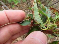 Tricholochmaea kalmiae