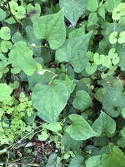 Houttuynia cordata