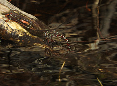 Austroaeschna cooloola