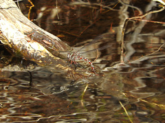 Austroaeschna cooloola