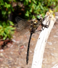 Somatochlora albicincta