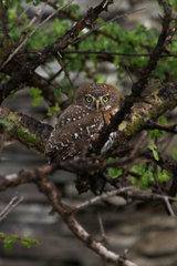 Glaucidium perlatum