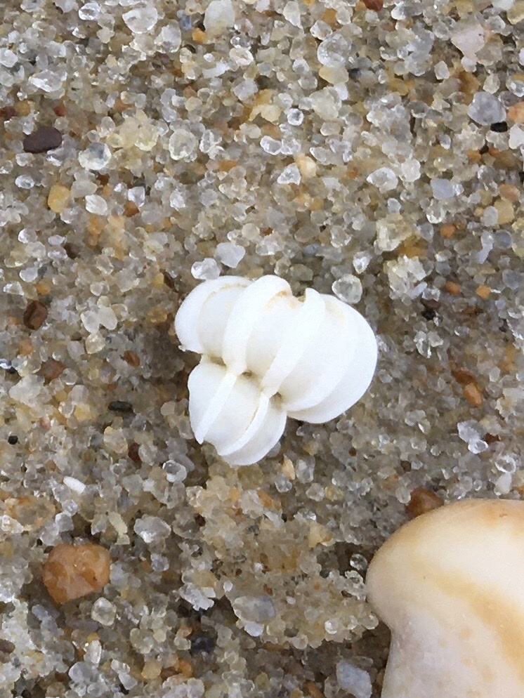 Angulate Wentletrap