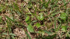 Hydrocotyle sibthorpioides