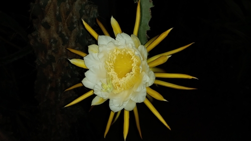 Selenicereus undatus