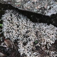 Pulchrocladia retipora